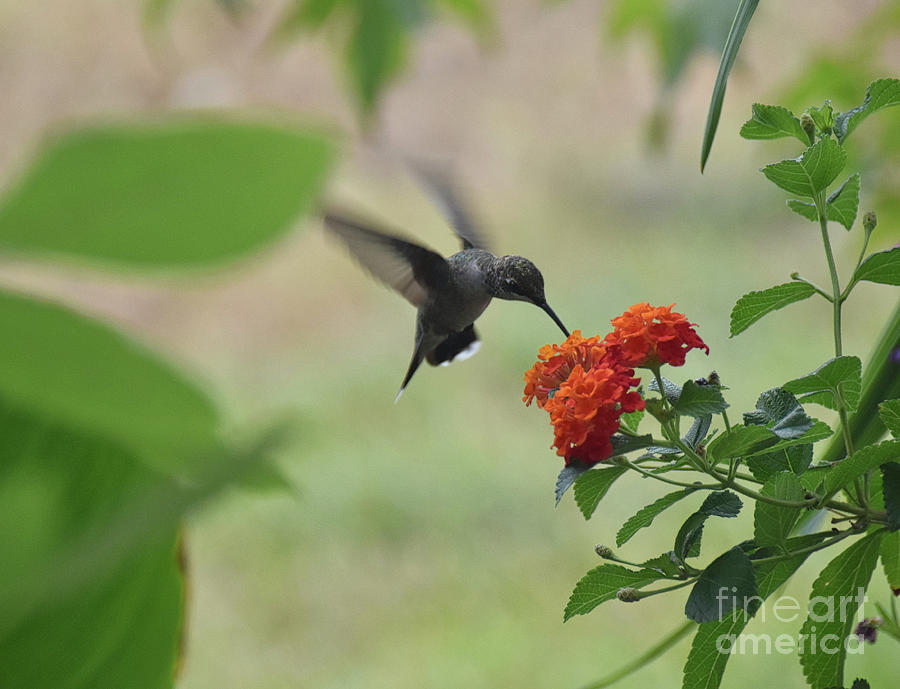 Hummingbird 2 Photograph by Andrea Anderegg