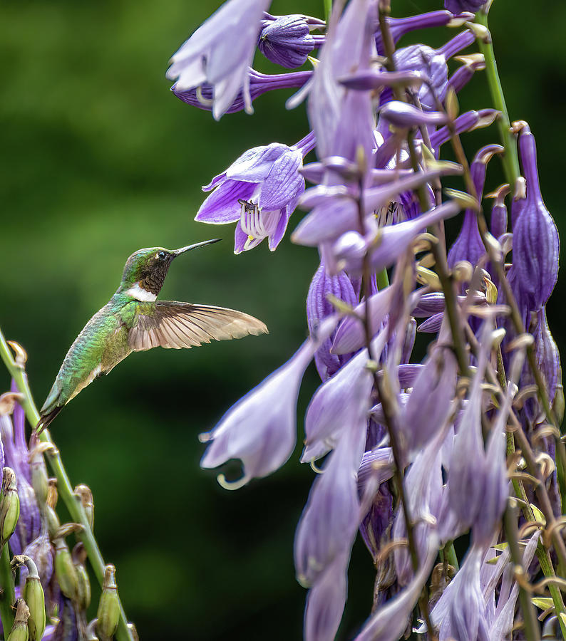 Hummingbird 2 Photograph by David Hart