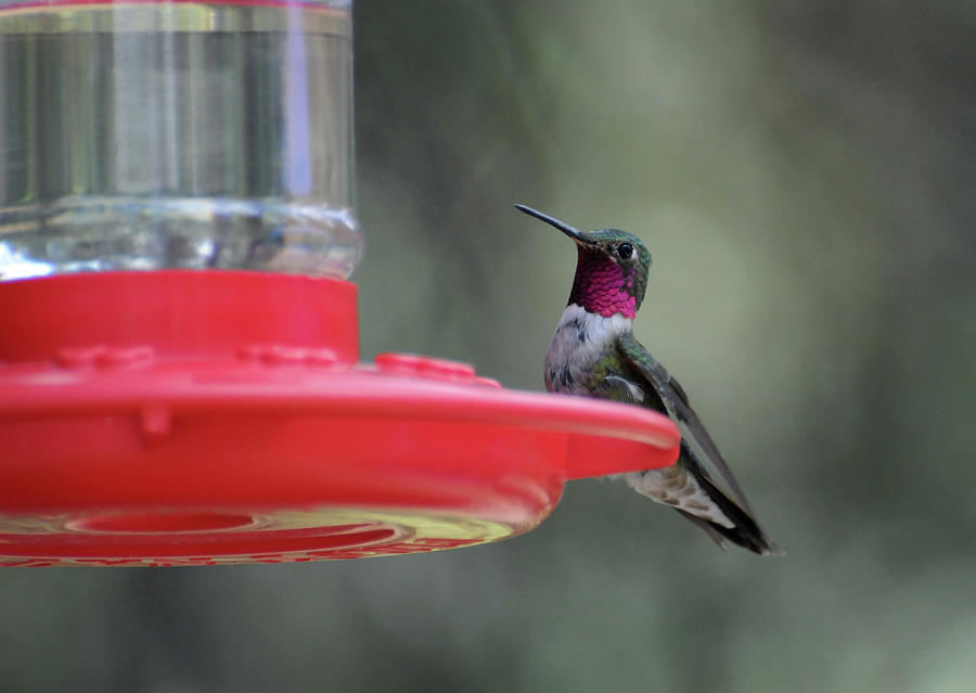 Hummingbird, 2-Northern Colorado Photograph by Richard Porter
