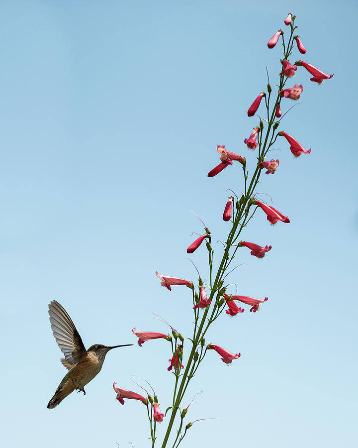 Hummingbird 2 Photograph by Stephen Holst