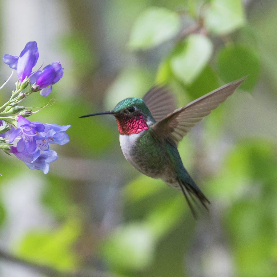 Hummingbird 20 Photograph by Catherine Lau