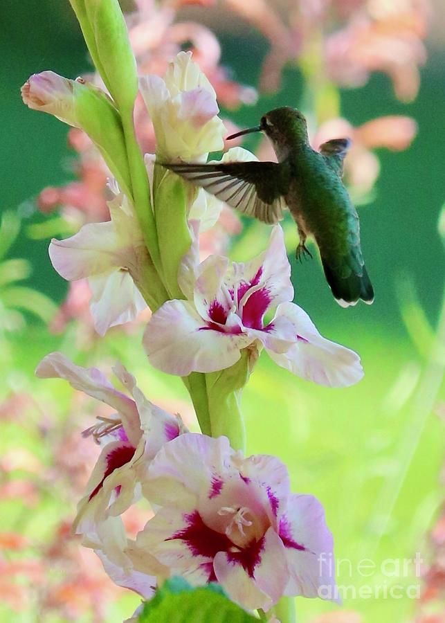 Hummingbird 2022 2 Photograph by Carol Groenen