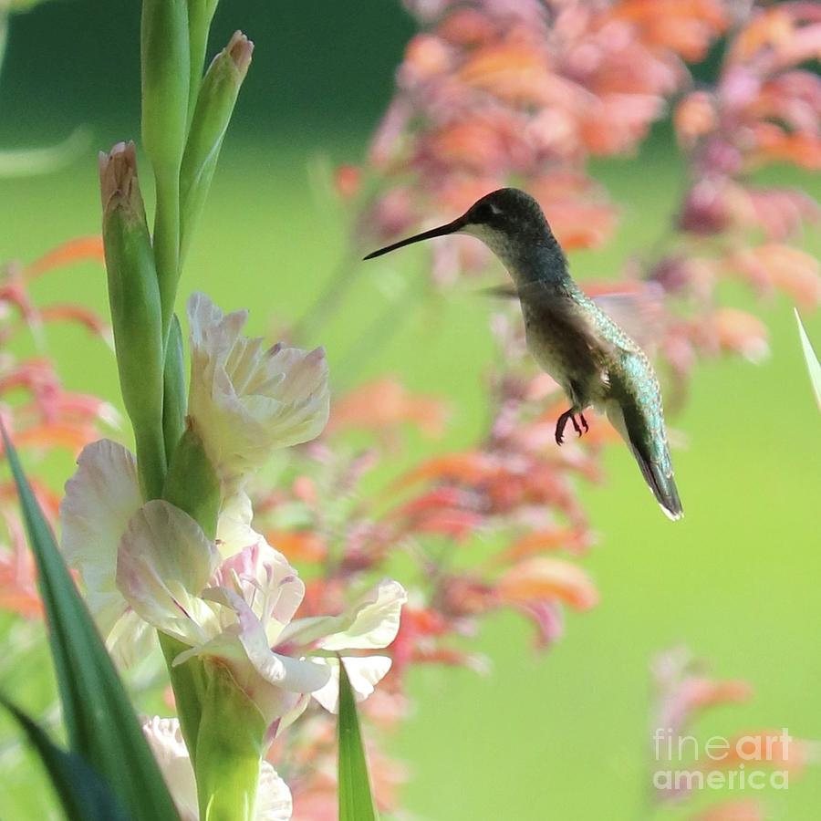 Hummingbird 2022 3 Photograph by Carol Groenen