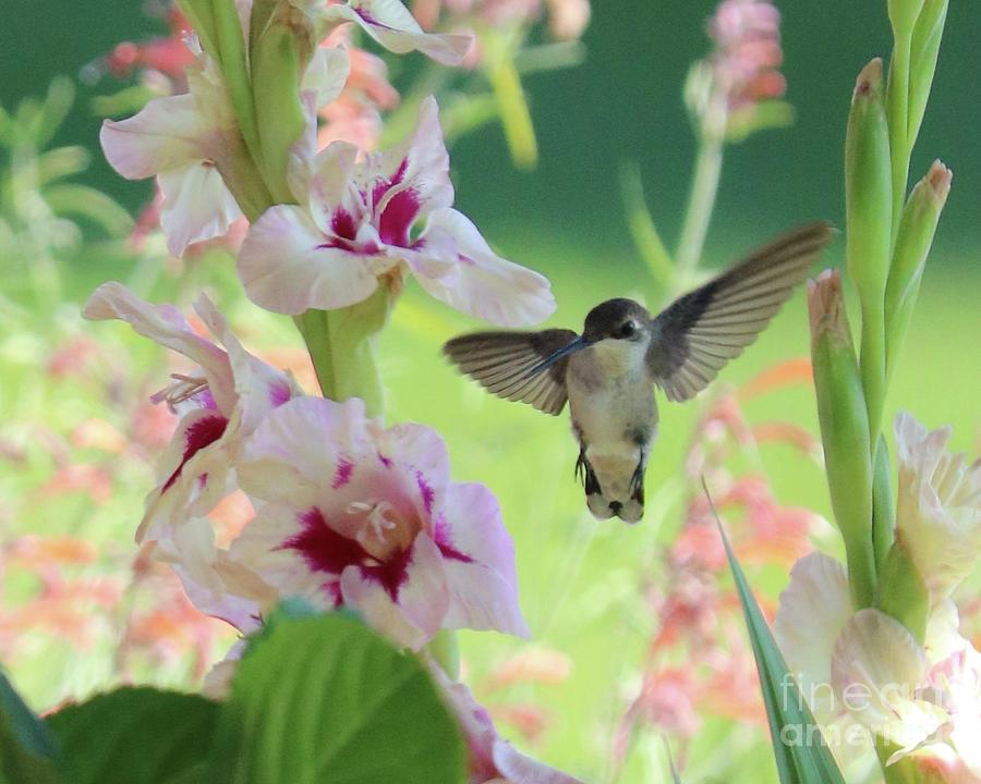 Hummingbird 2022 4 Photograph by Carol Groenen