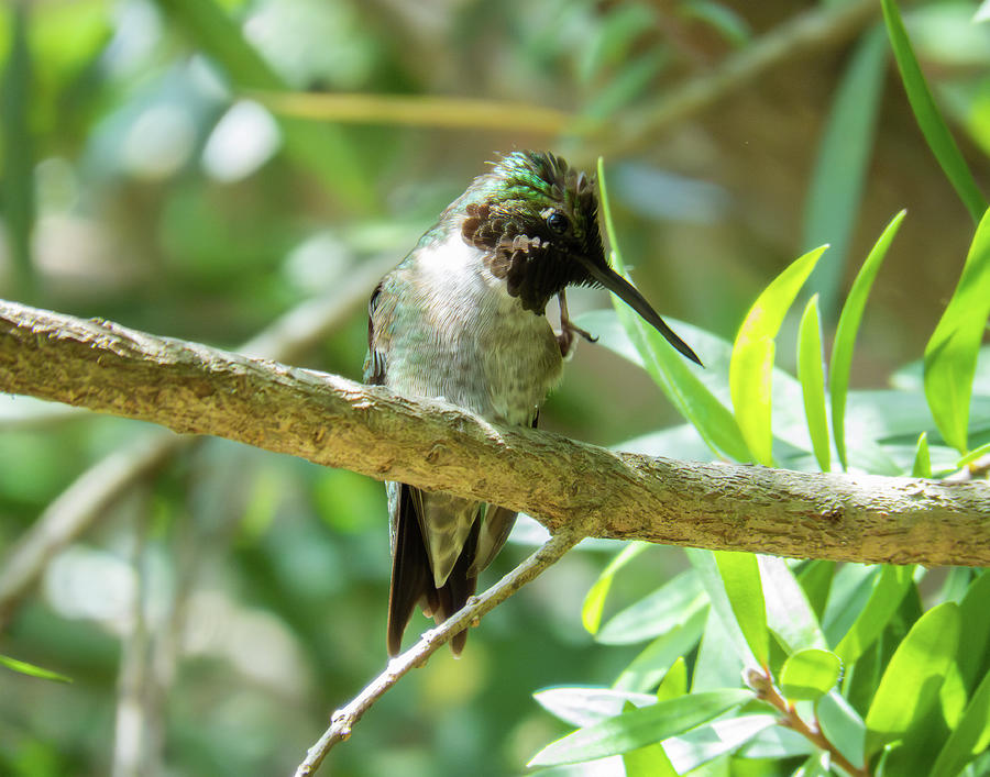 Hummingbird 22 Photograph by J M Farris Photography