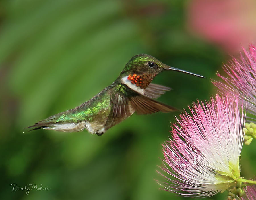 Hummingbird 2662 Photograph By Beverly Bowe Meekins - Fine Art America