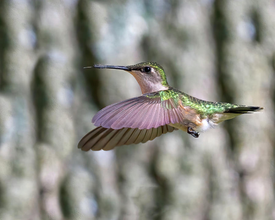 Hummingbird Wings Forward Photograph by Flinn Hackett