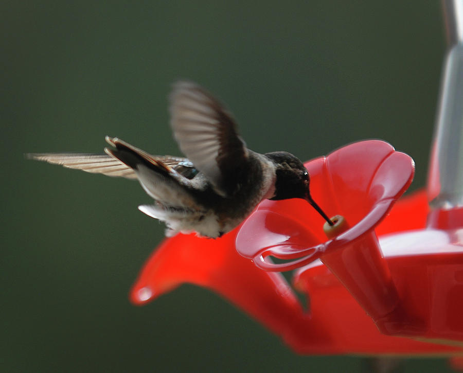 Hummingbird, 3-Northern Colorado Photograph by Richard Porter