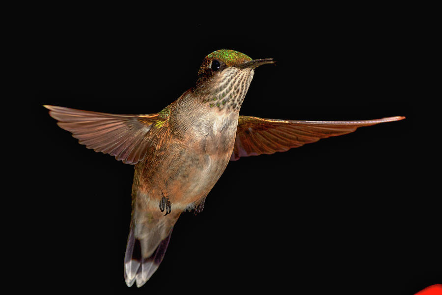Hummingbird 3 Photograph by Paul Freidlund