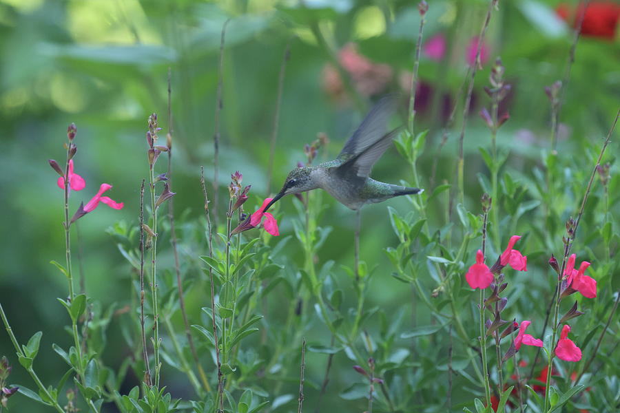 Hummingbird 4933 Photograph by John Moyer
