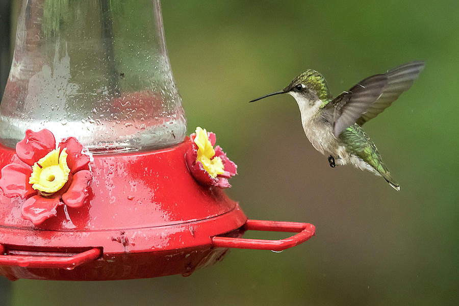 Hummingbird 5 Photograph by Catherine Grassello - Fine Art America