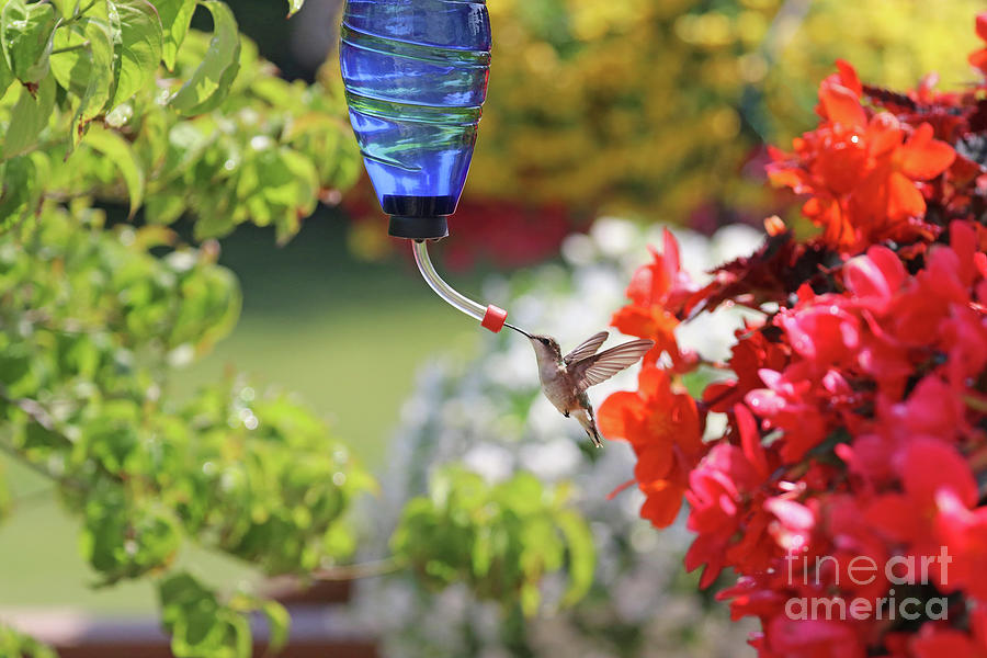 Hummingbird 5748 Photograph by Jack Schultz