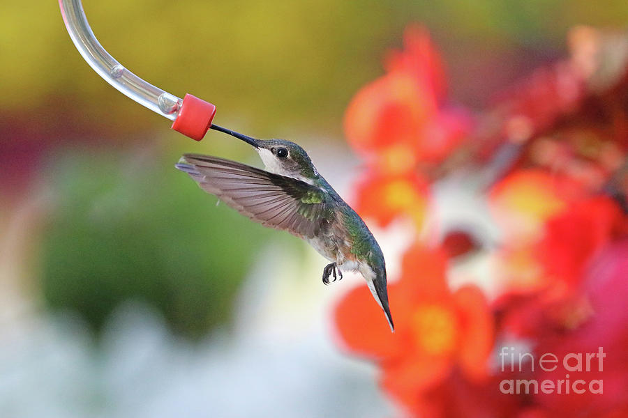 Hummingbird  6180 Photograph by Jack Schultz