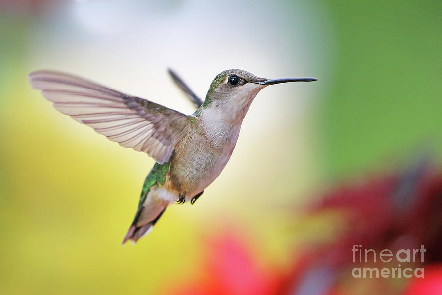 Hummingbird  6250 Photograph by Jack Schultz