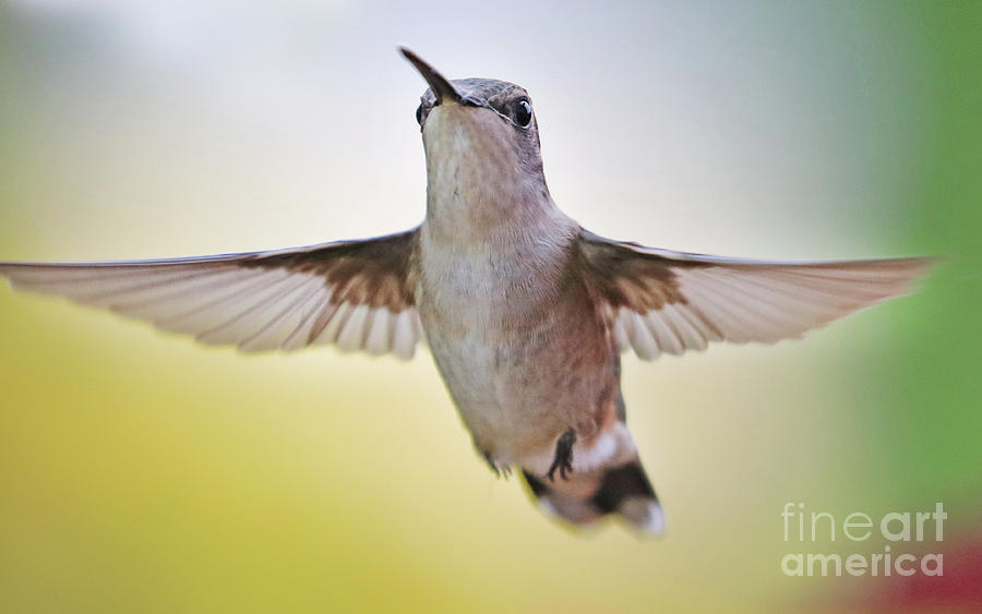Hummingbird  6254 Photograph by Jack Schultz