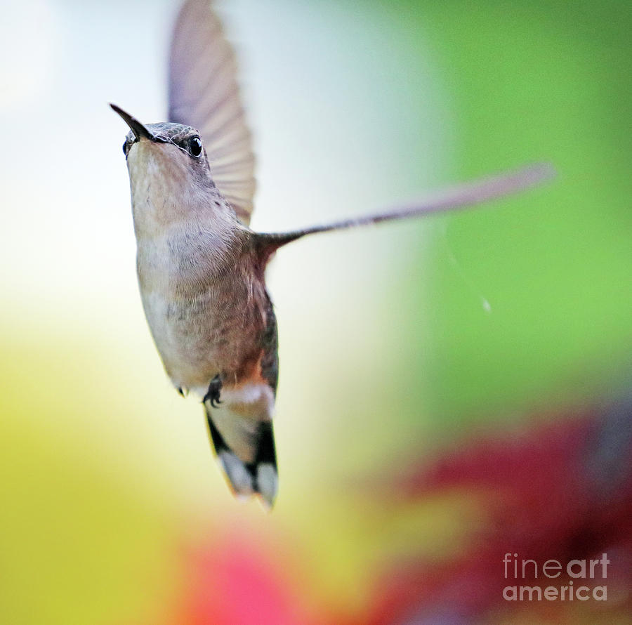 Hummingbird  6255 Photograph by Jack Schultz