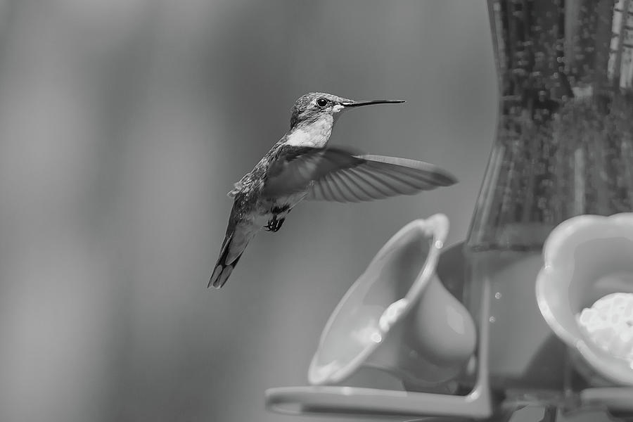 Hummingbird 82 Photograph By David Stasiak Fine Art America 4243