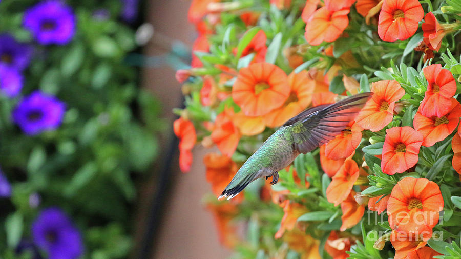 Hummingbird 8864 Photograph by Jack Schultz