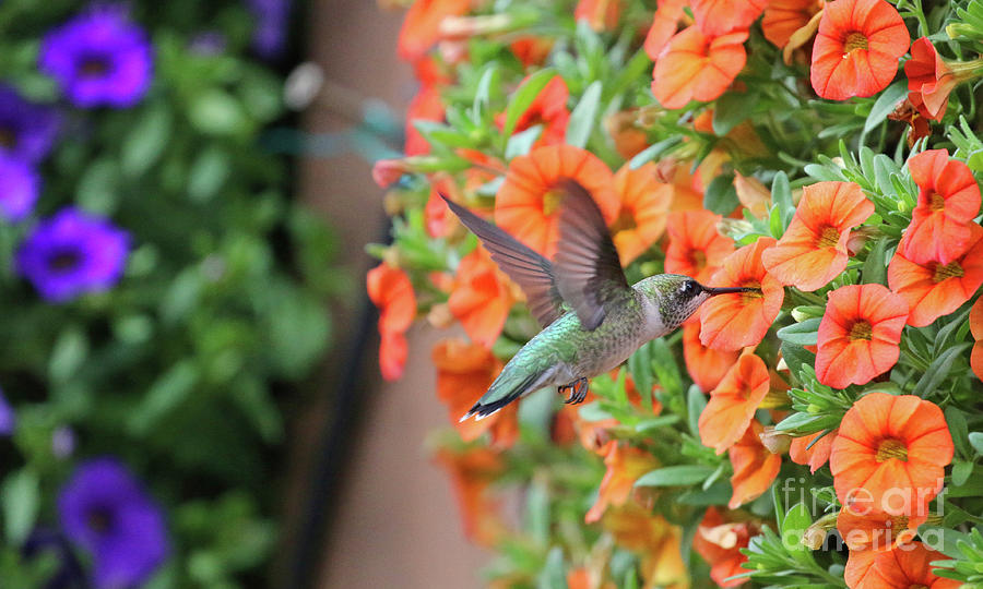 Hummingbird 8865 Photograph by Jack Schultz