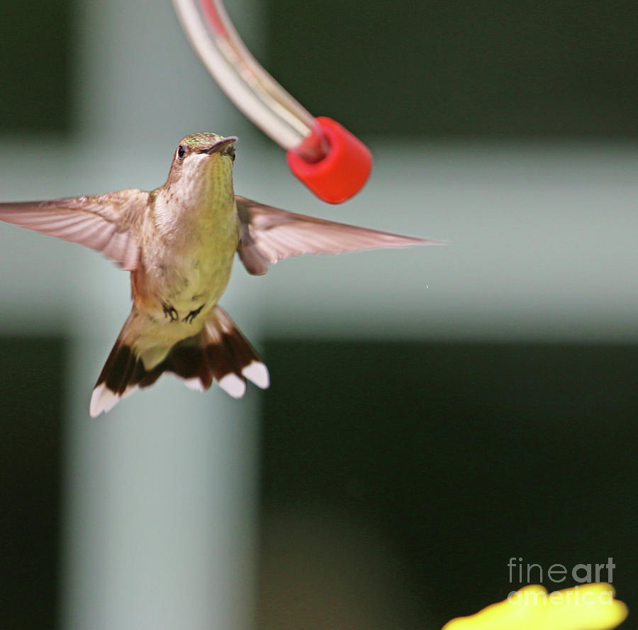 Hummingbird  9358 Photograph by Jack Schultz