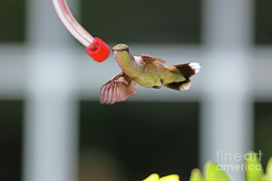 Hummingbird  9361 Photograph by Jack Schultz