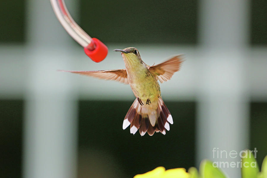Hummingbird  9362 Photograph by Jack Schultz