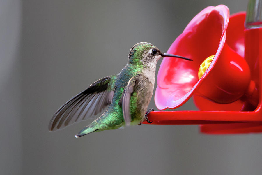 Hummingbird 94 Photograph By David Stasiak Fine Art America 1227