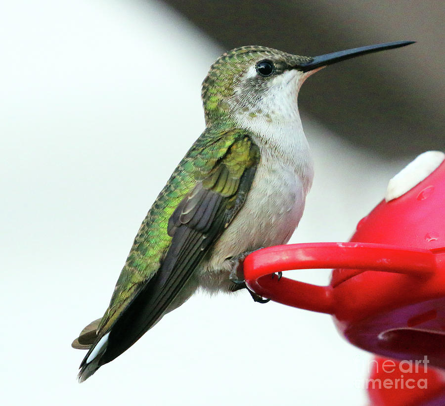 Hummingbird 9725 Photograph by Jack Schultz