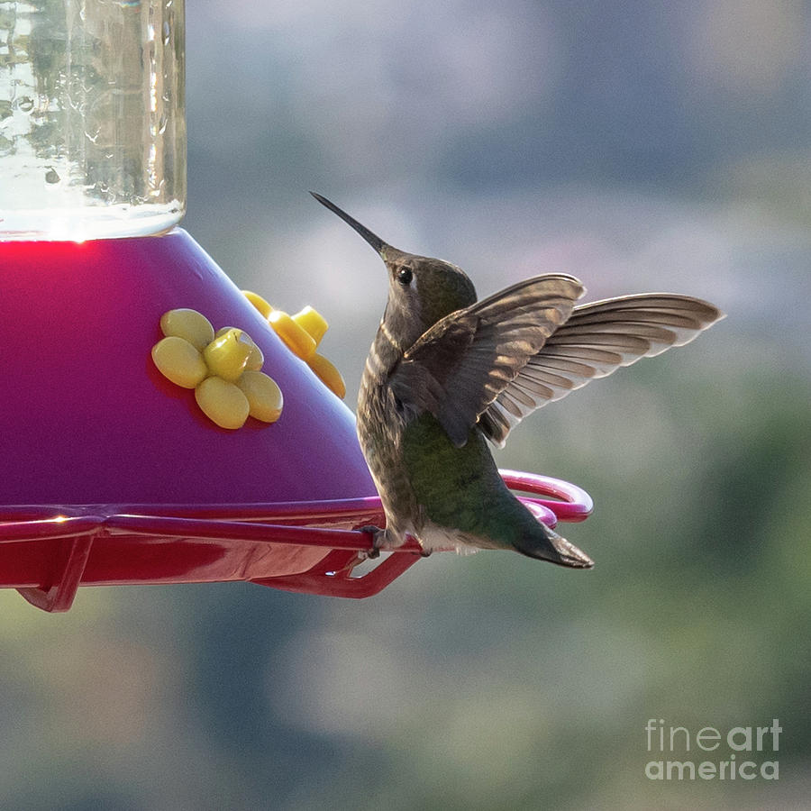 Hummingbird Photograph by Abigail Diane Photography