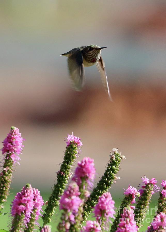 Hummingbird Above Pink Flower Photograph by Carol Groenen