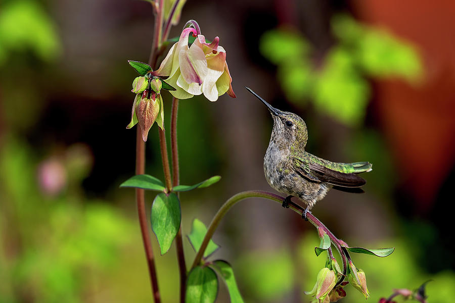 Hummingbird Admiring Flowers Photograph by Peggy Collins
