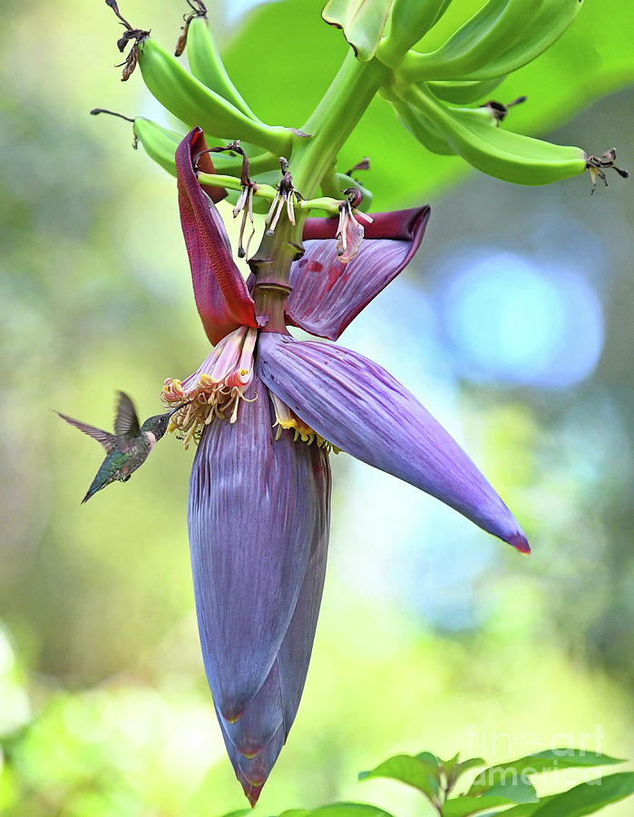 Hummingbird Among Banana Tree Blooms Photograph by Wayne Nielsen