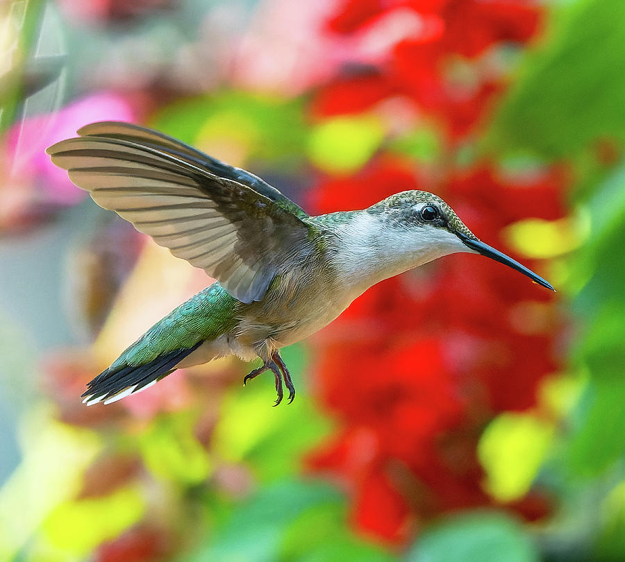 Hummingbird Among Flowers Photograph by William Jobes