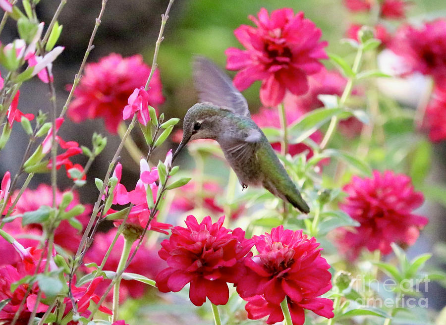 Hummingbird Among Red Flowers Square Photograph by Carol Groenen