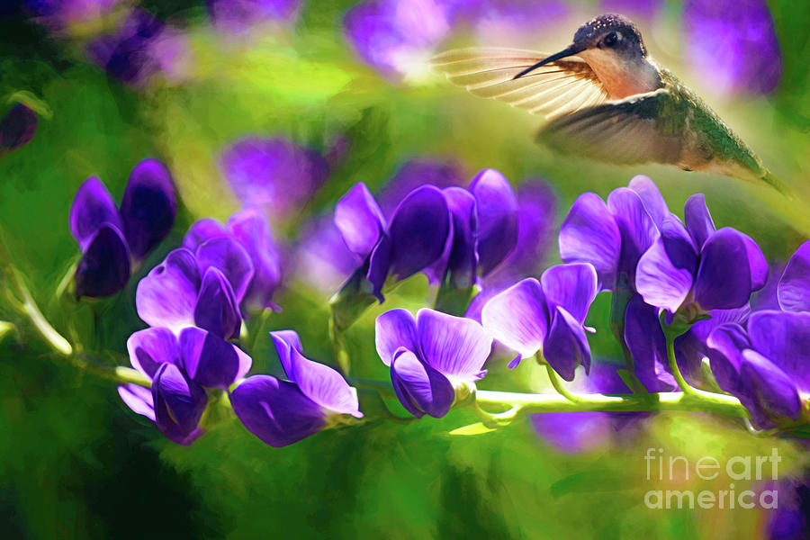 sweet pea hummingbird