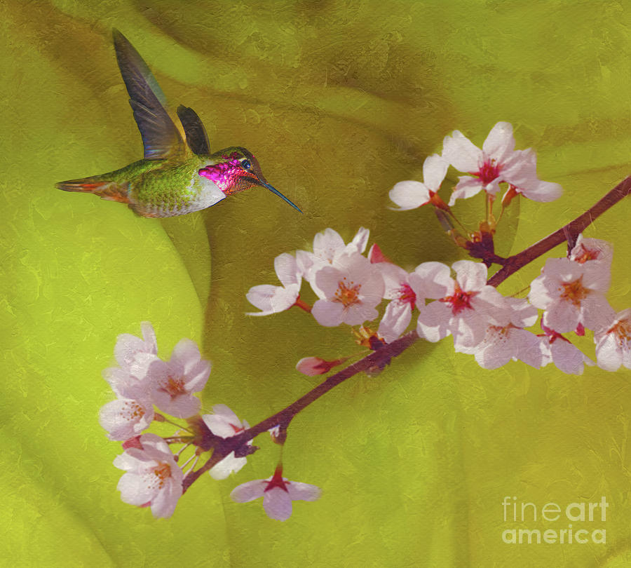 Hummingbird and Apple Blossoms Digital Art by Judi Bagwell