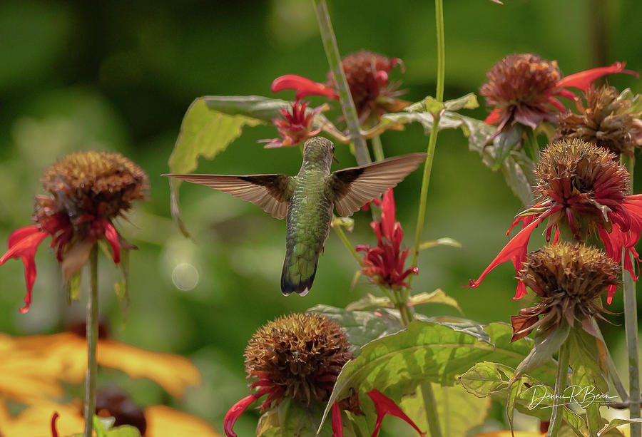 Hummingbird and bee Balm Photograph by Dennis Bean - Fine Art America