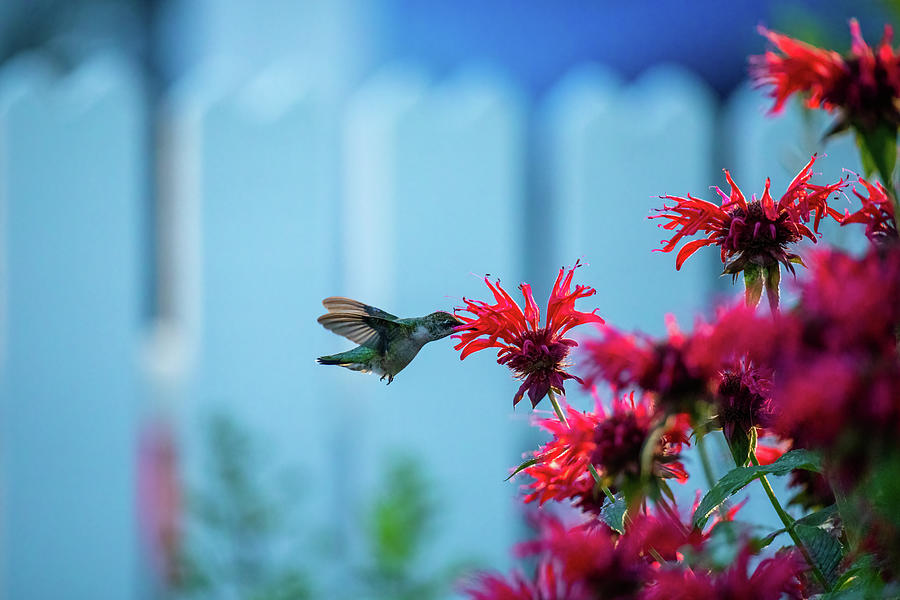 Hummingbird And Red Bee Balm I Photograph