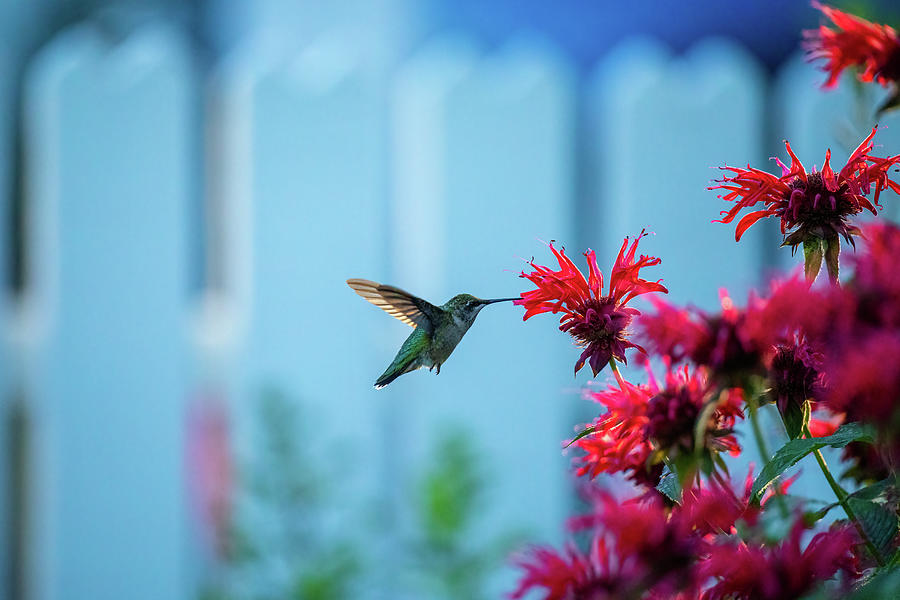 Hummingbird and Red Bee Balm II Photograph by Rachel Morrison
