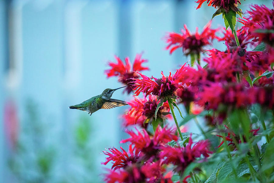 Hummingbird and Red Bee Balm III Photograph by Rachel Morrison