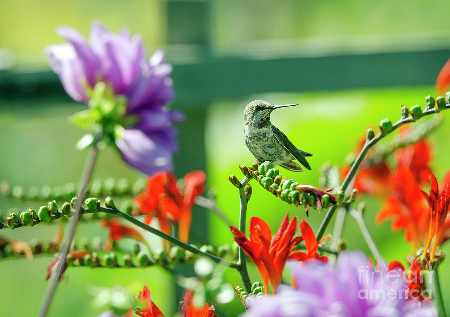 Hummingbird and Blooms Photograph by Kristine Anderson
