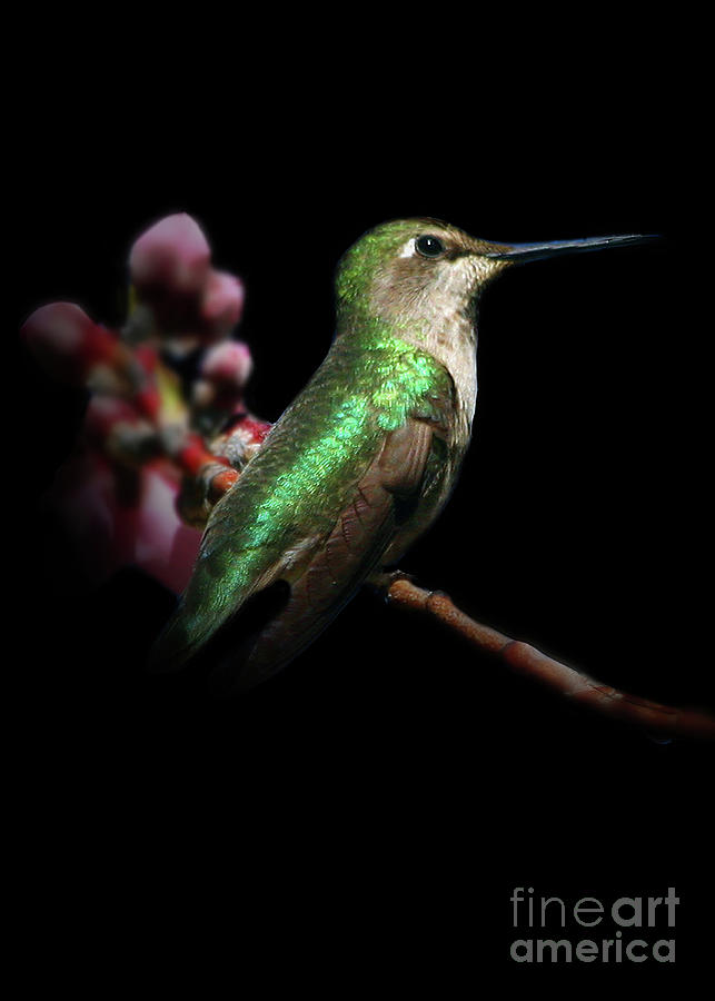 Hummingbird and Blossom Photograph by Stephanie Laird