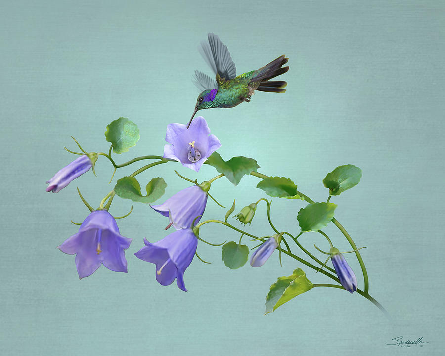 Hummingbird and Blue Bellflower Digital Art by M Spadecaller