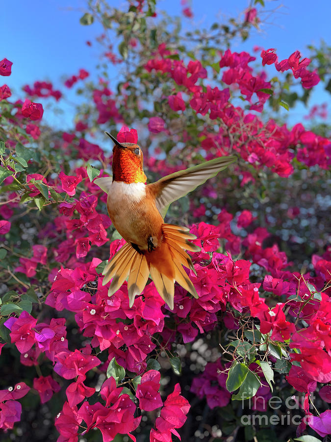 Hummingbird and Bougainvillea Photograph by Nina Prommer