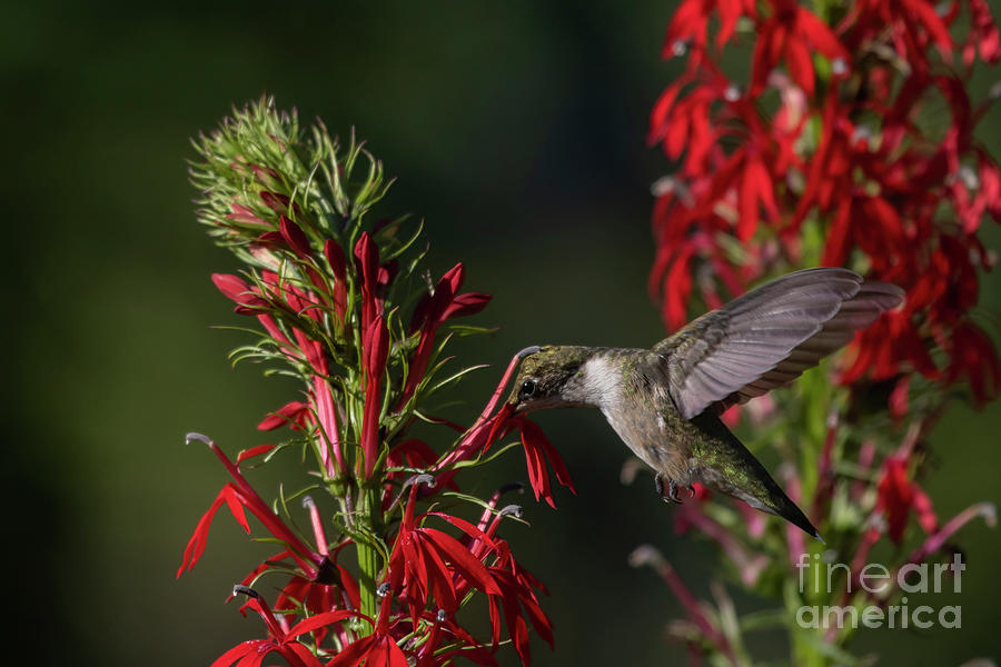 Hummingbird and Cardinal Flower Photograph by Reva Dow