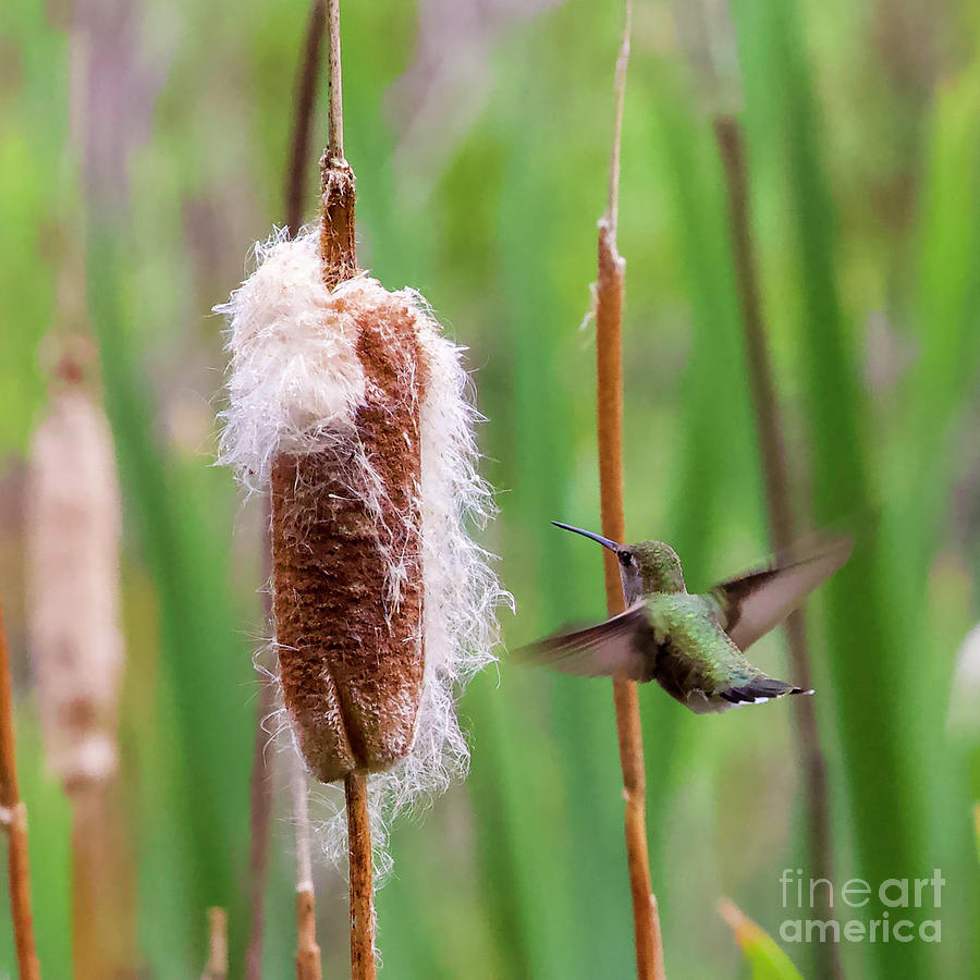 Hummingbird and Cattail Photograph by Shirley Dutchkowski