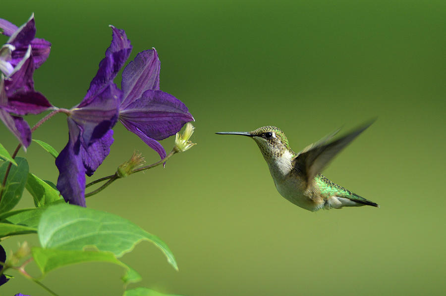 Hummingbird and Clematis Photograph by Emily Cannon