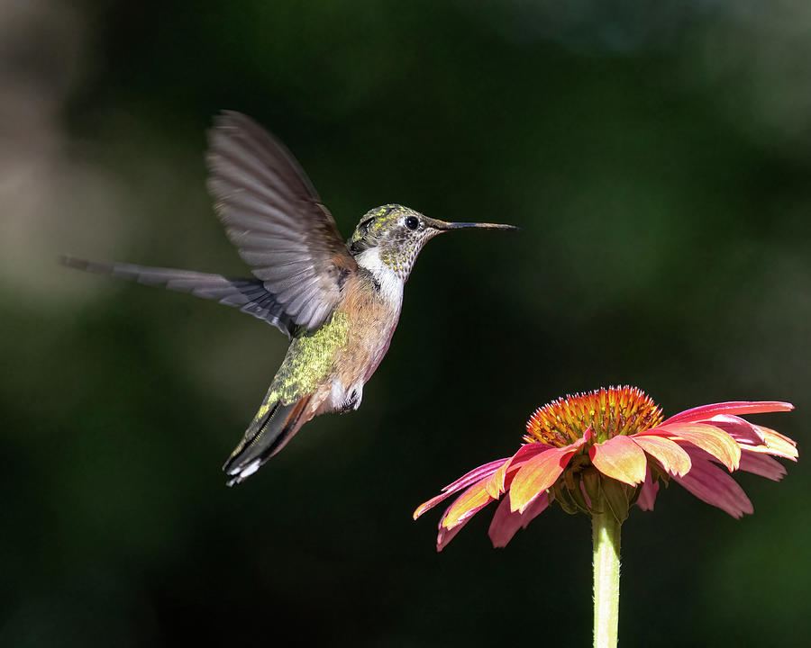 Hummingbird and Coneflower Photograph by Dawn Key