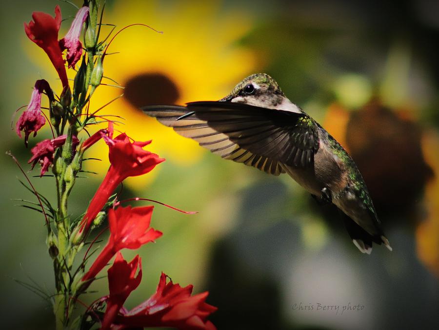 Hummingbird Photograph - Hummingbird and Cypress by Chris Berry