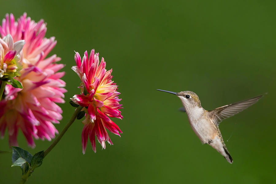 Hummingbird And Dahlia #2 Digital Art By Pamela Weston | Pixels